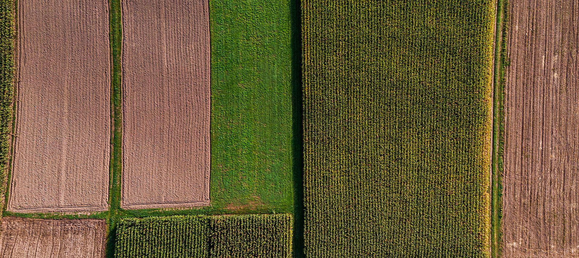Aerial view of agricultural fields